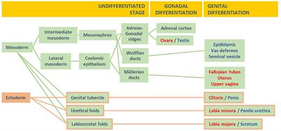 Male Hypogonadism and Disorders of Sex Development